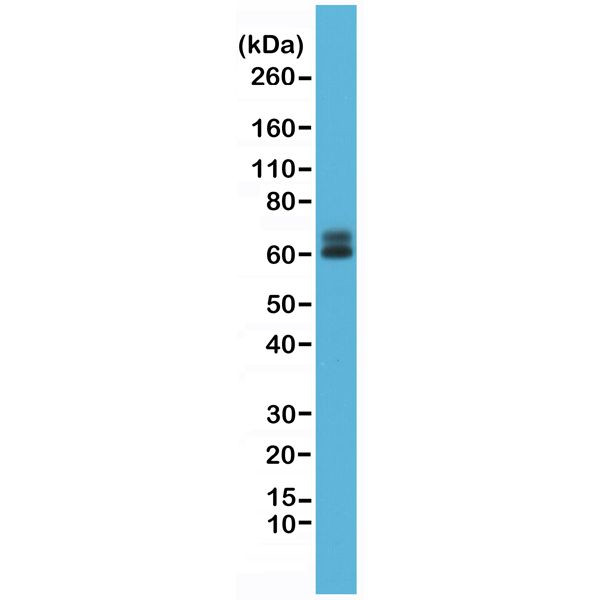 Paxillin Antibody in Western Blot (WB)