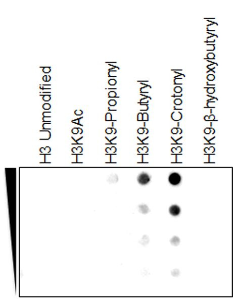 H3K9cr Antibody in Dot Blot (DB)