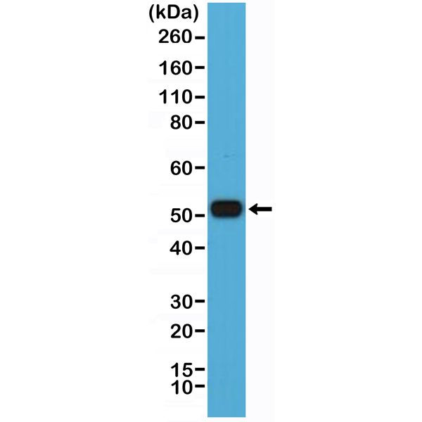 IRF4 Antibody in Western Blot (WB)