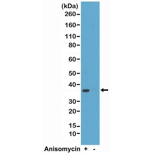 Phospho-p38 MAPK beta (Thr180, Tyr182) Antibody in Western Blot (WB)