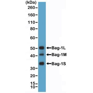 BAG1L Antibody in Western Blot (WB)