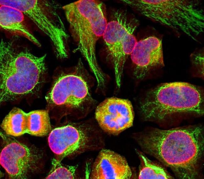 Nuclear Pore Complex Antibody in Immunocytochemistry (ICC/IF)