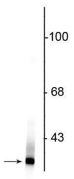 DJ-1 Antibody in Western Blot (WB)