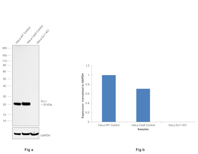 DJ-1 Antibody in Western Blot (WB)