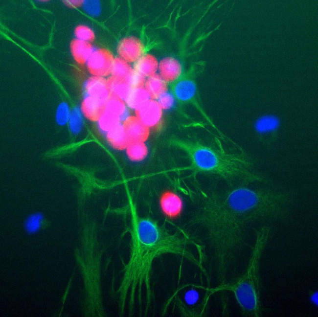 NeuN Antibody in Immunocytochemistry (ICC/IF)