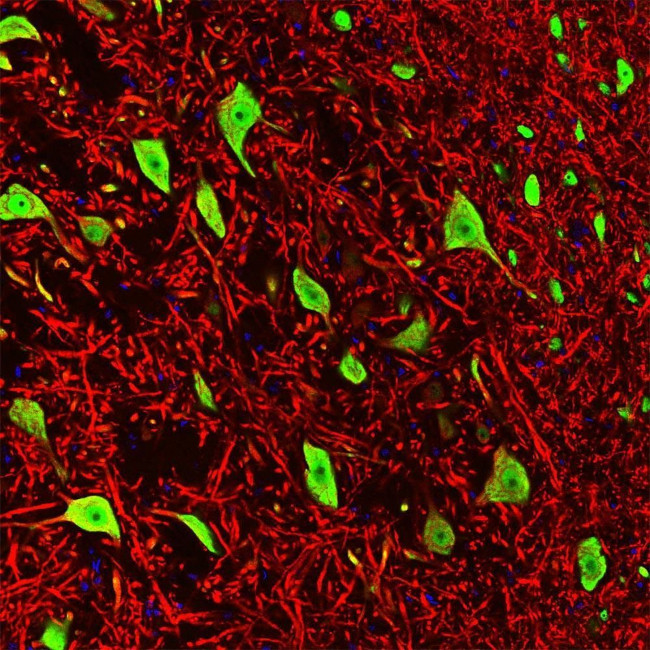 NeuN Antibody in Immunohistochemistry (IHC)