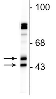 NeuN Antibody in Western Blot (WB)