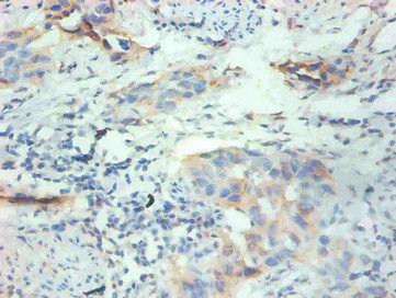 FABP3 Antibody in Immunohistochemistry (Paraffin) (IHC (P))