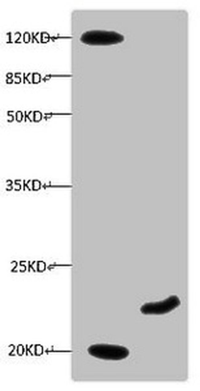 Myoglobin Antibody in Western Blot (WB)