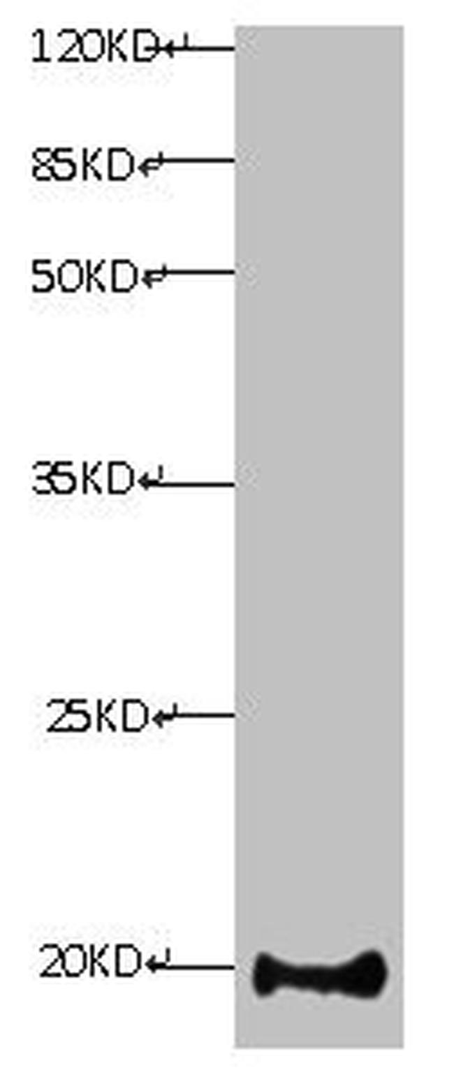 Myoglobin Antibody in Western Blot (WB)