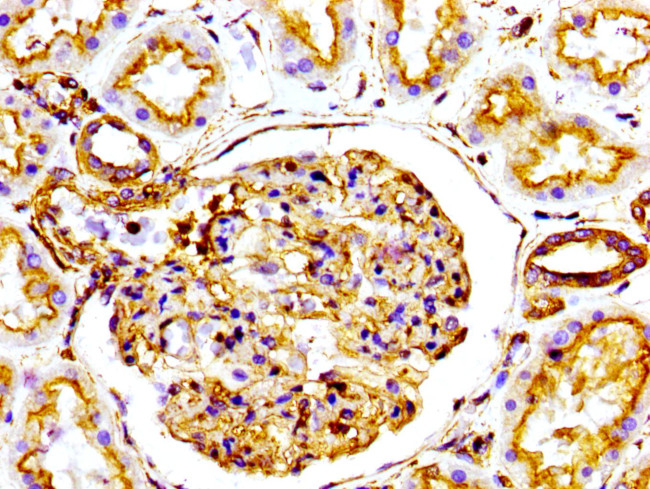 Actin Antibody in Immunohistochemistry (Paraffin) (IHC (P))