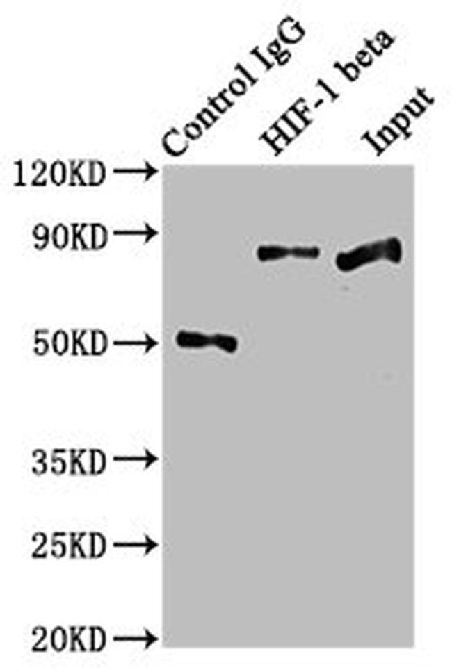 HIF-1 beta Antibody in Western Blot (WB)