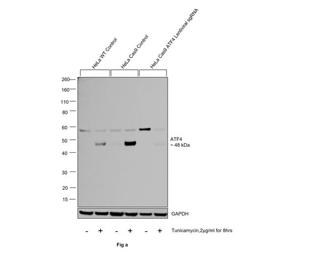 ATF4 Antibody in Western Blot (WB)