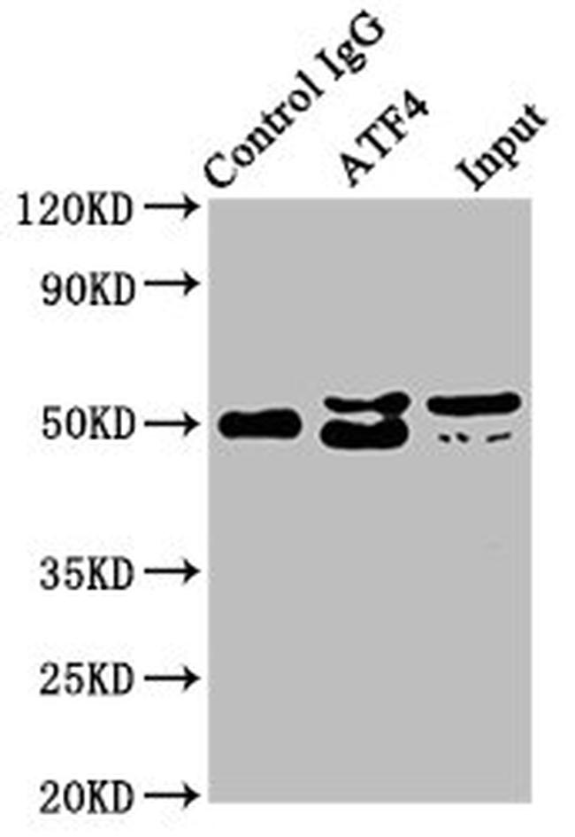 ATF4 Antibody in Western Blot (WB)