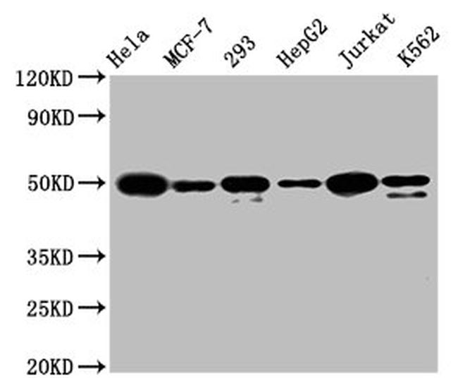 ATF4 Antibody in Western Blot (WB)