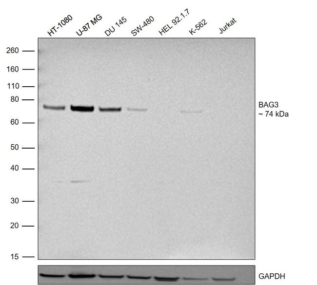 BAG3 Antibody in Western Blot (WB)