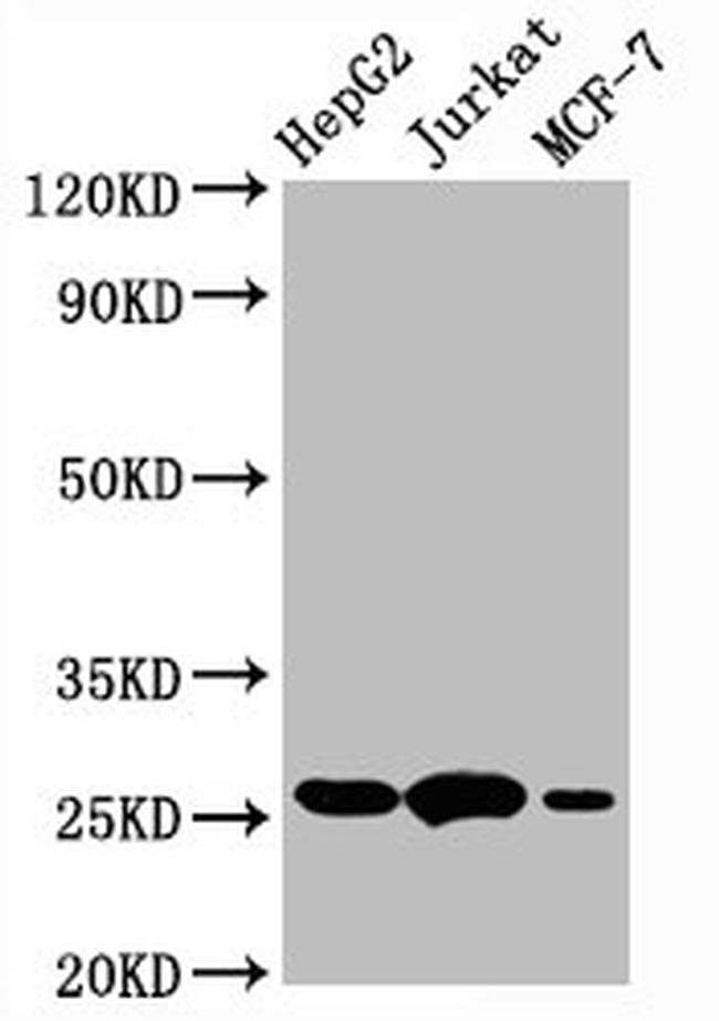 Bcl-2 Antibody in Western Blot (WB)