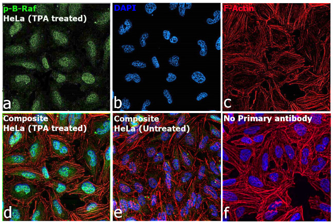 Phospho-B-Raf (Thr401) Antibody in Immunocytochemistry (ICC/IF)