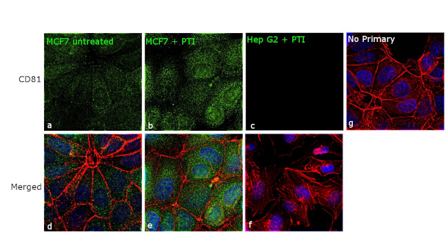 CD81 Antibody