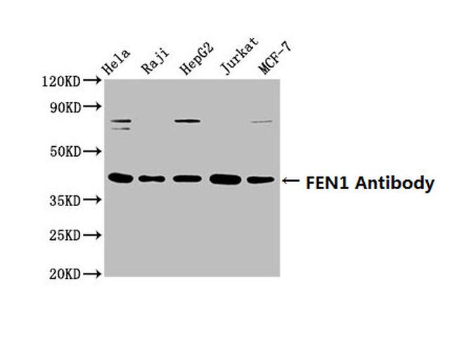 FEN1 Antibody in Western Blot (WB)