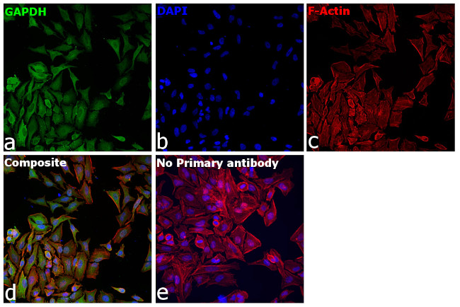 GAPDH Antibody in Immunocytochemistry (ICC/IF)