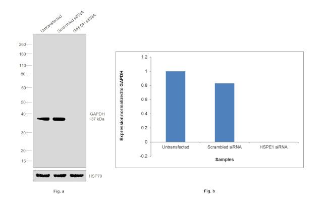 GAPDH Antibody in Western Blot (WB)