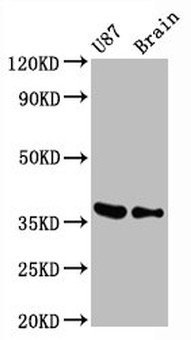 GAPDH Antibody in Western Blot (WB)