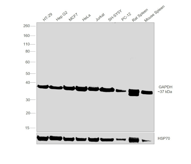 GAPDH Antibody in Western Blot (WB)