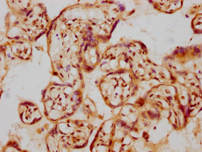 GDNF Antibody in Immunohistochemistry (Paraffin) (IHC (P))