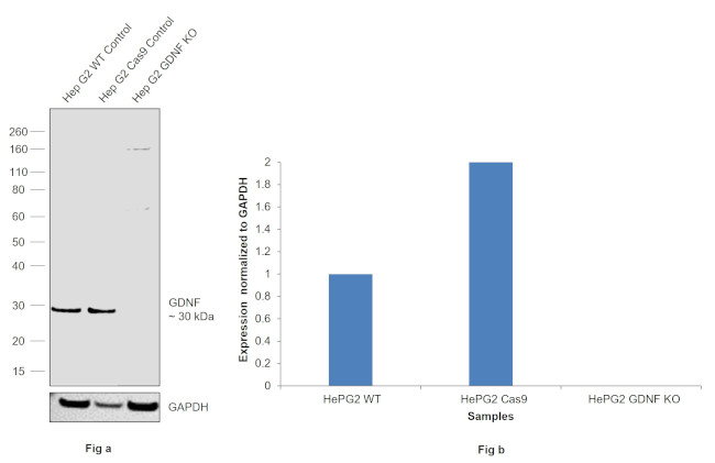 GDNF Antibody in Western Blot (WB)