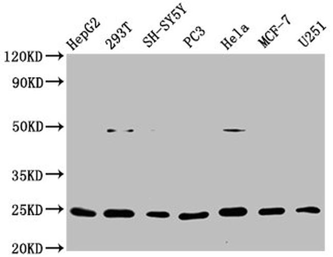 GDNF Antibody in Western Blot (WB)