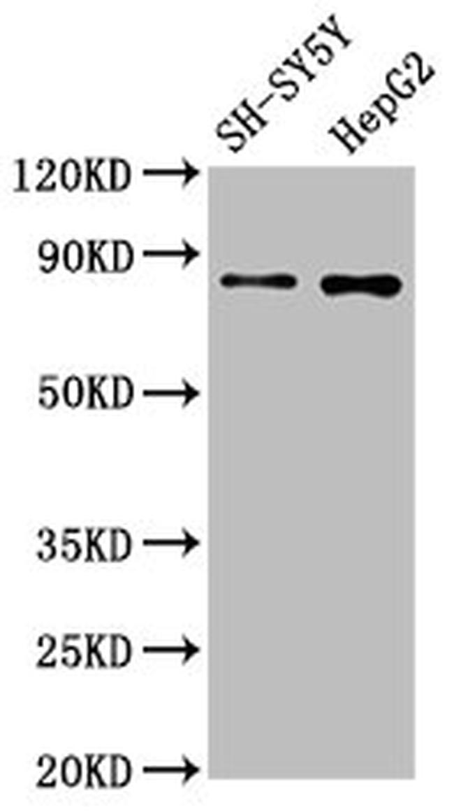 GOLPH2 Antibody in Western Blot (WB)