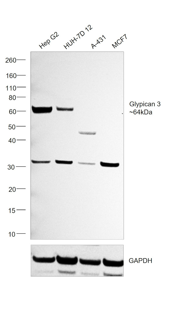 Glypican 3 Antibody in Western Blot (WB)