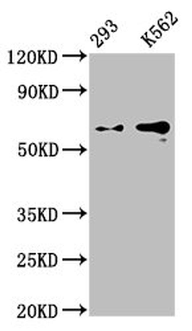 Glypican 3 Antibody in Western Blot (WB)