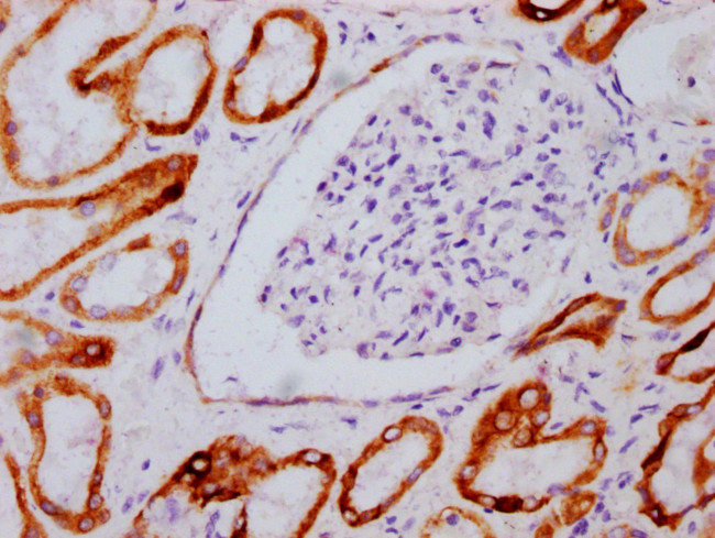 Phospho-GSK3B (Ser9) Antibody in Immunohistochemistry (Paraffin) (IHC (P))