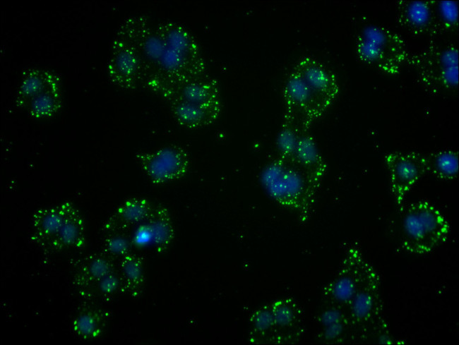 GST Omega 1 140A Antibody in Immunocytochemistry (ICC/IF)