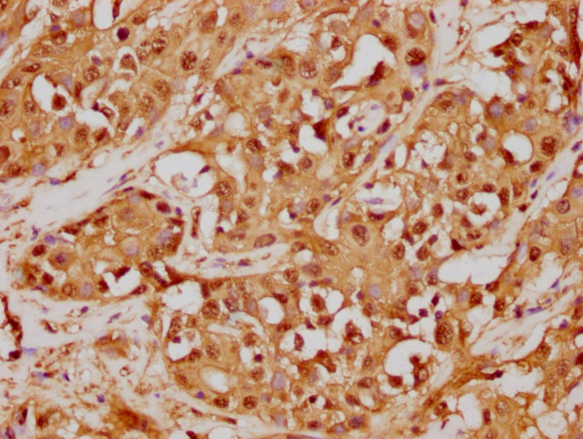 GST Omega 1 140A Antibody in Immunohistochemistry (Paraffin) (IHC (P))