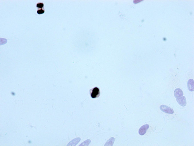 Phospho-Histone H3.3 (Thr3) Antibody in Immunocytochemistry (ICC/IF)