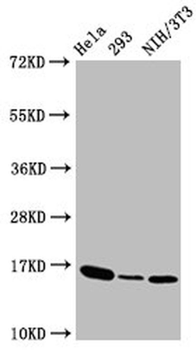 Phospho-Histone H3.3 (Thr3) Antibody in Western Blot (WB)