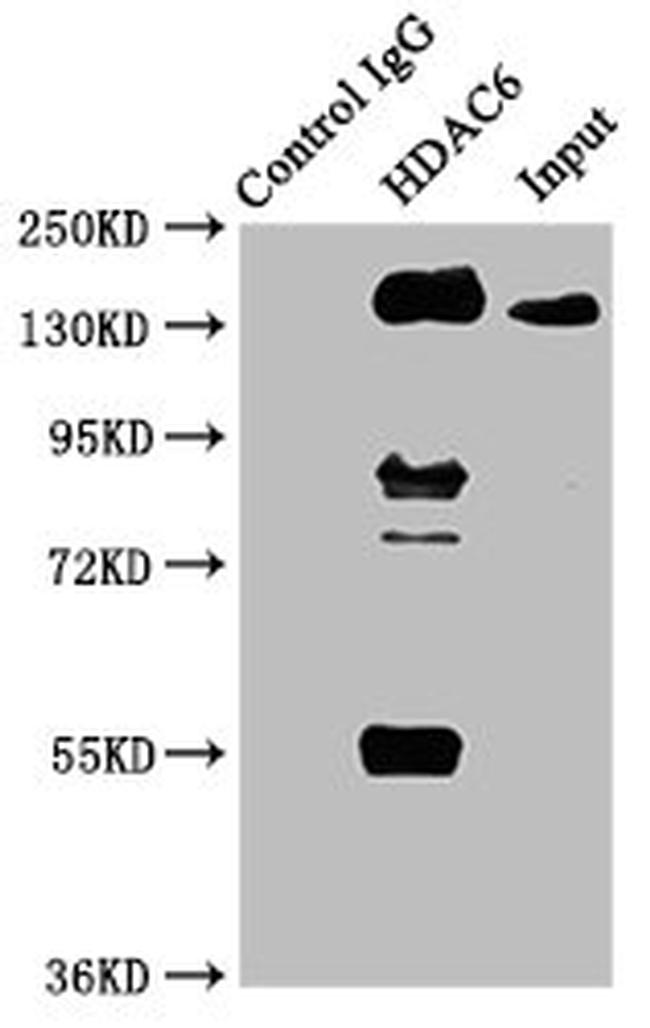 HDAC6 Antibody in Western Blot (WB)