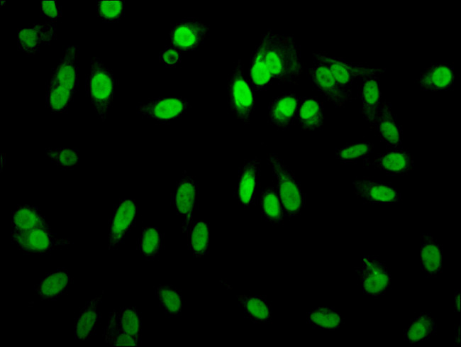 H3R2me1 Antibody in Immunocytochemistry (ICC/IF)