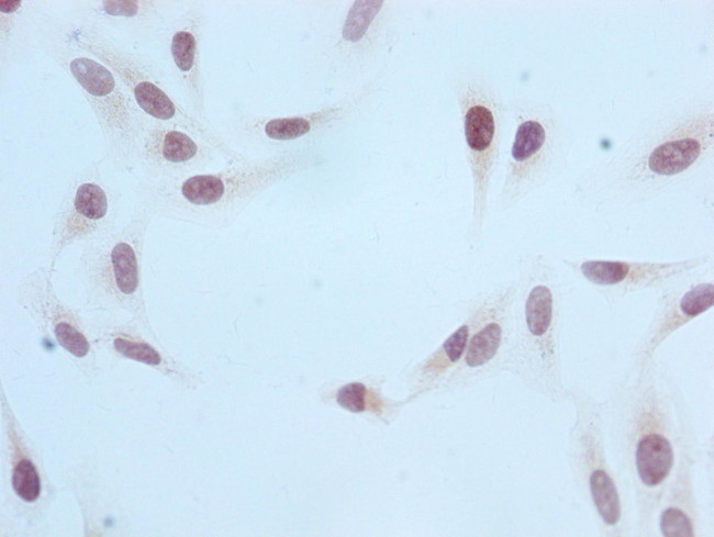 H3R2me1 Antibody in Immunocytochemistry (ICC/IF)