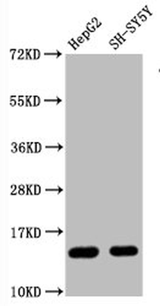 H3R128me1 Antibody in Western Blot (WB)