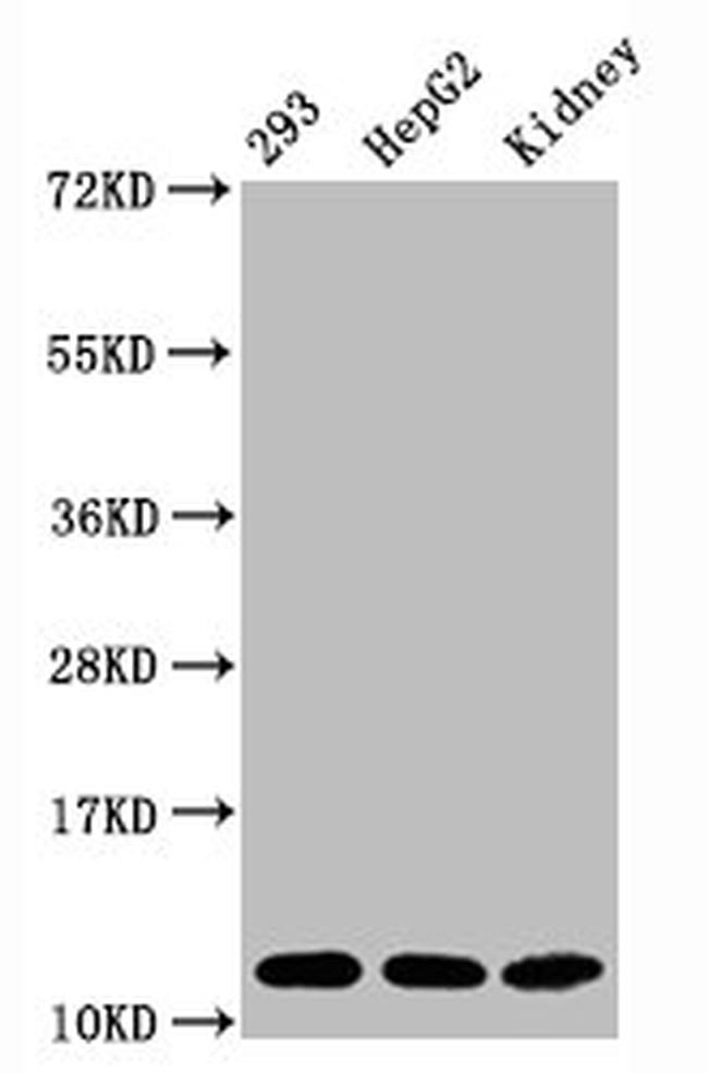 H4K16ac Antibody in Western Blot (WB)