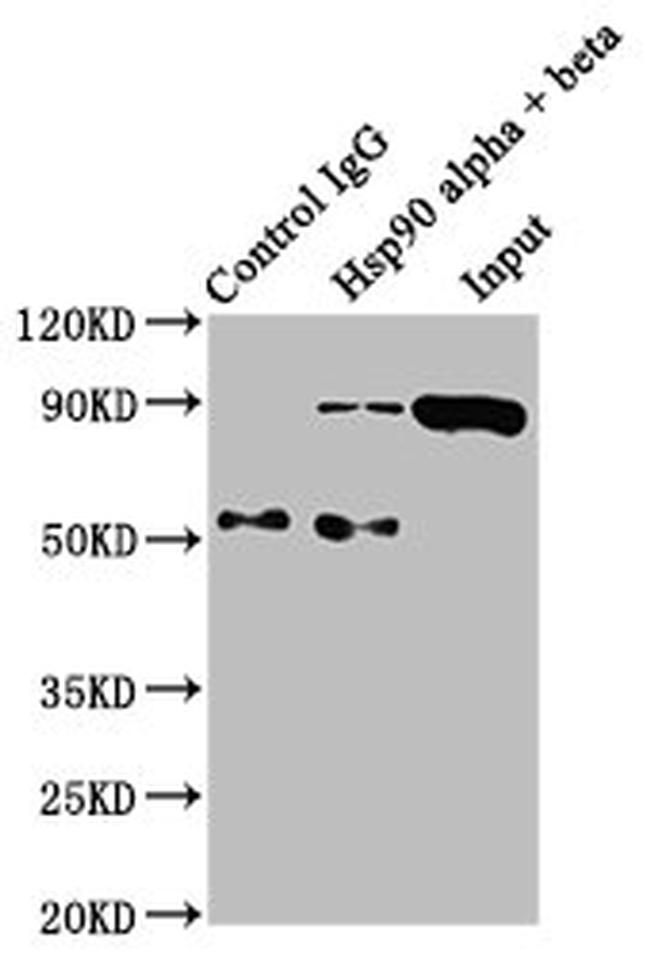 HSP90 alpha/beta Antibody in Western Blot (WB)