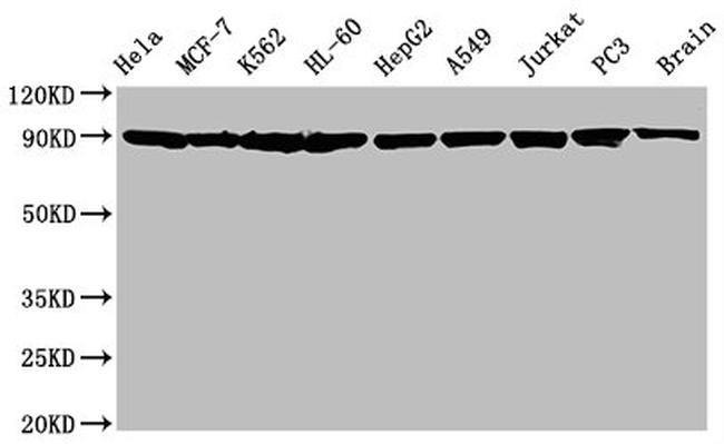 HSP90 alpha/beta Antibody in Western Blot (WB)