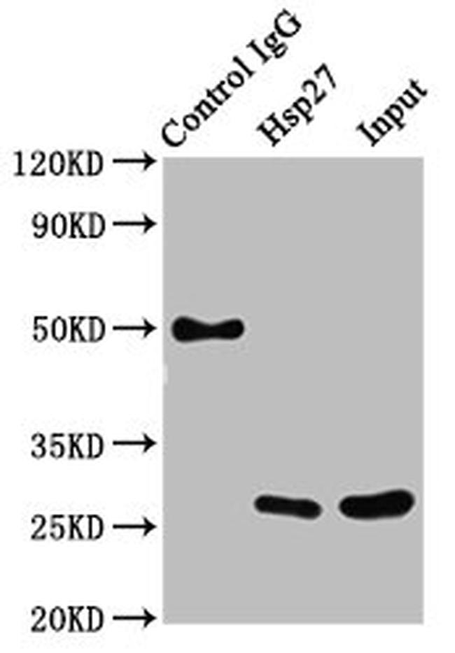 HSP27 Antibody in Western Blot (WB)