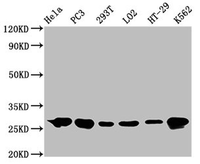 HSP27 Antibody in Western Blot (WB)