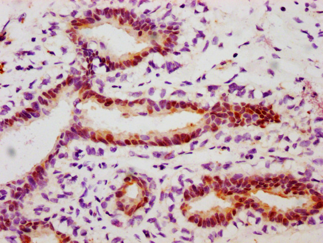 Phospho-HSP27 (Ser78) Antibody in Immunohistochemistry (Paraffin) (IHC (P))