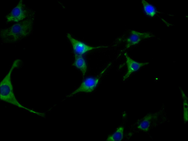 HSP90 alpha Antibody in Immunocytochemistry (ICC/IF)